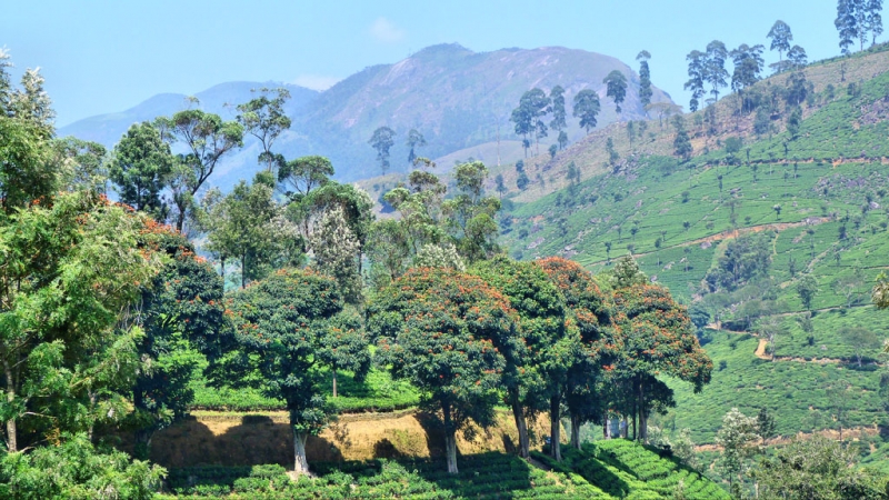 Горная Шри-Ланка на мотобайках +Тангалле, Хамбантота и Диквелла