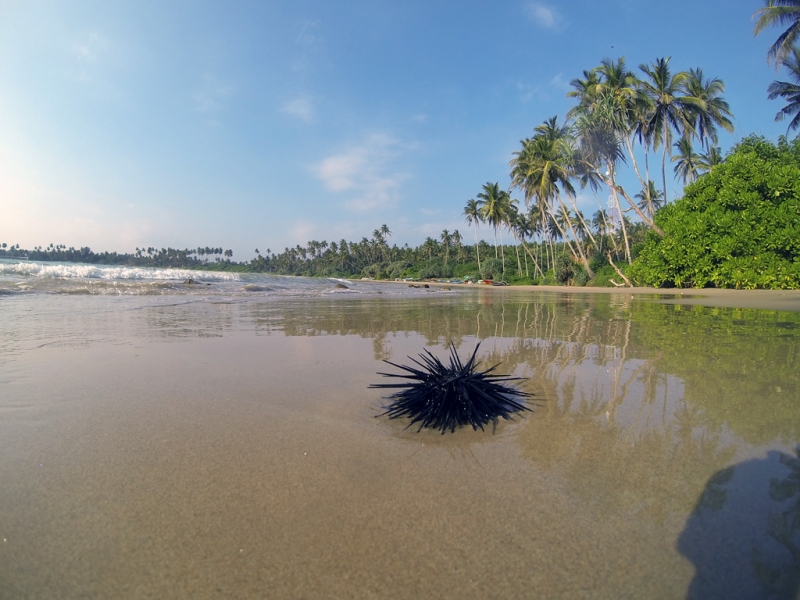 Горная Шри-Ланка на мотобайках +Тангалле, Хамбантота и Диквелла