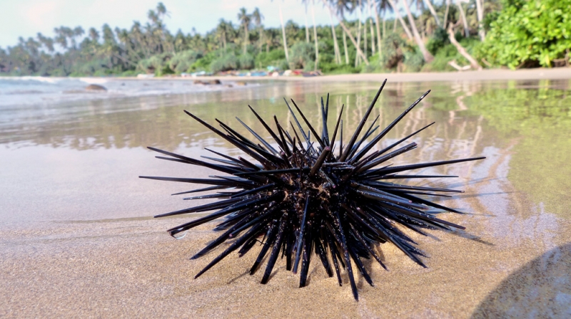 Горная Шри-Ланка на мотобайках +Тангалле, Хамбантота и Диквелла