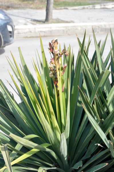 О Грузия! Страна цветов  Тебя немало воспевали...(много фото)