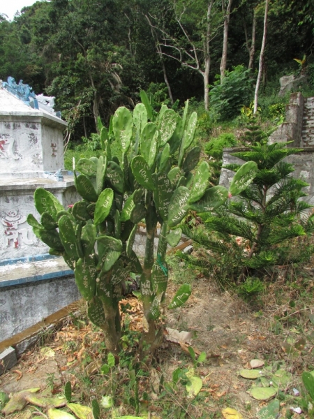 Хошимин-Фукуок-Муйнэ Ноябрь 2014г. Много фото, экскурсий.