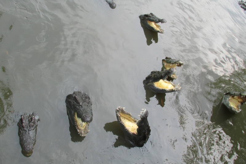 Хошимин-Фукуок-Муйнэ Ноябрь 2014г. Много фото, экскурсий.