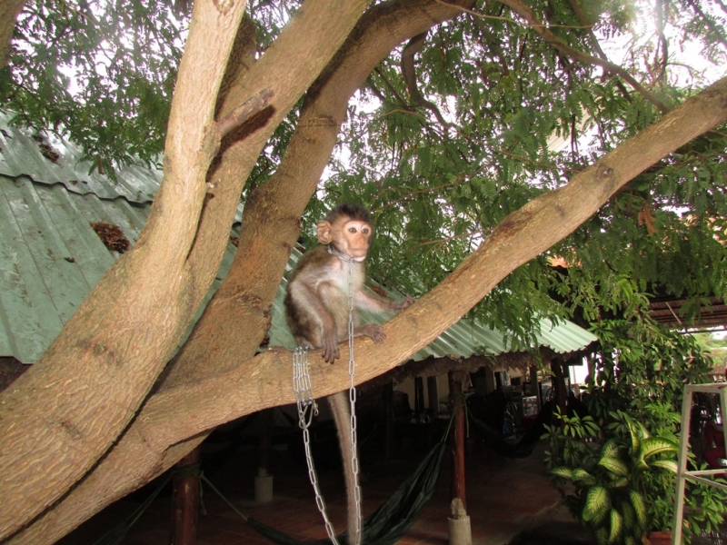 Хошимин-Фукуок-Муйнэ Ноябрь 2014г. Много фото, экскурсий.