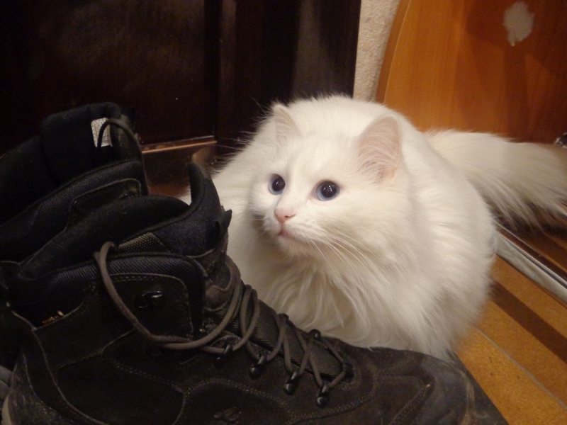 Поговорим о кошках32