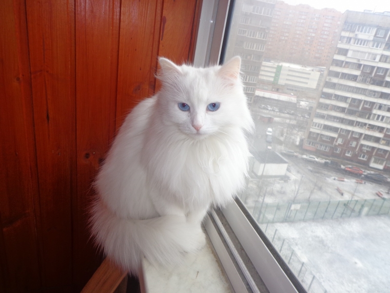 Поговорим о кошках32