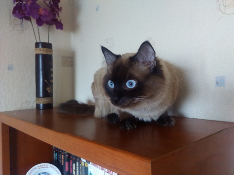 Поговорим о кошках32