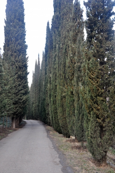 О Грузия! Страна цветов  Тебя немало воспевали...(много фото)