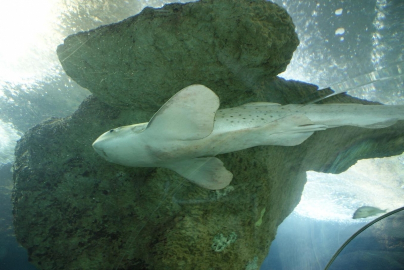 Океанариум