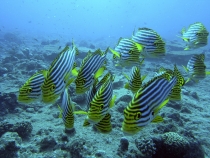 M0012989