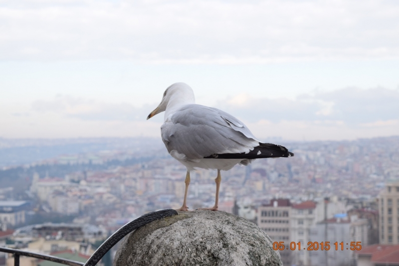 Неделя в Царьграде.