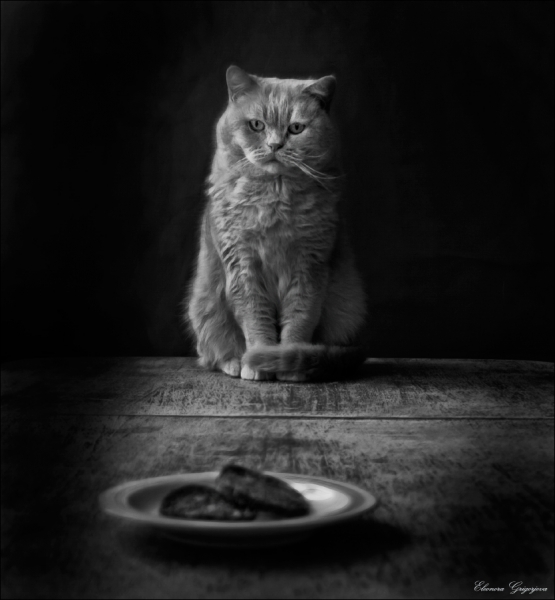 Поговорим о кошках32