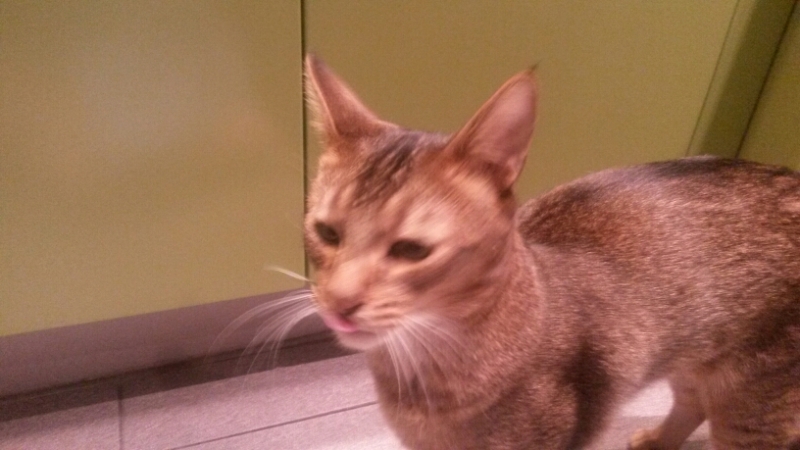 Поговорим о кошках32