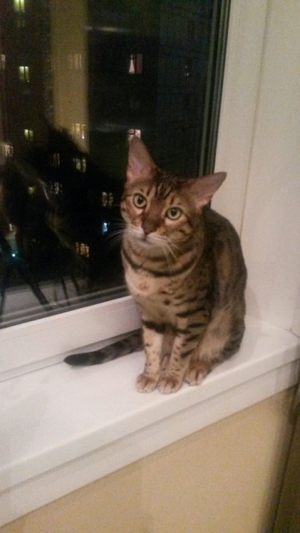 Поговорим о кошках32