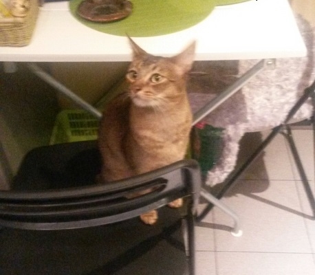 Поговорим о кошках32