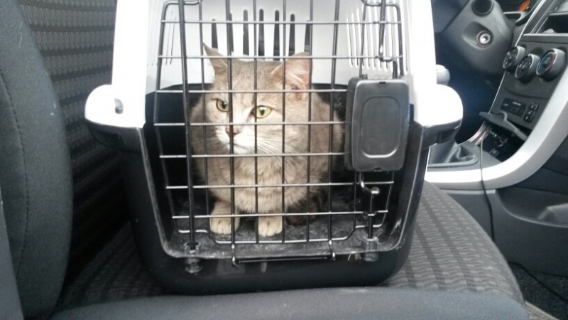 Поговорим о кошках38