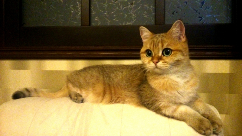 Поговорим о кошках36