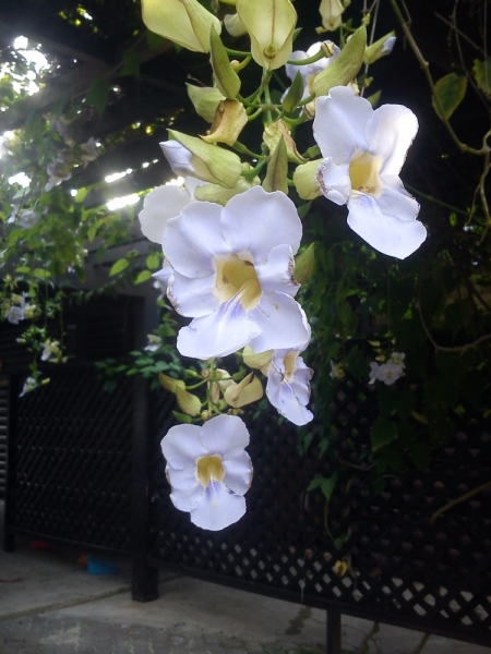 Борнео (март-апрель) дикарём, жизнь в КК, острова, горы...