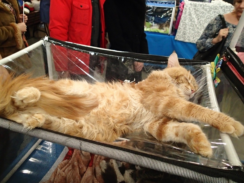 Поговорим о кошках32