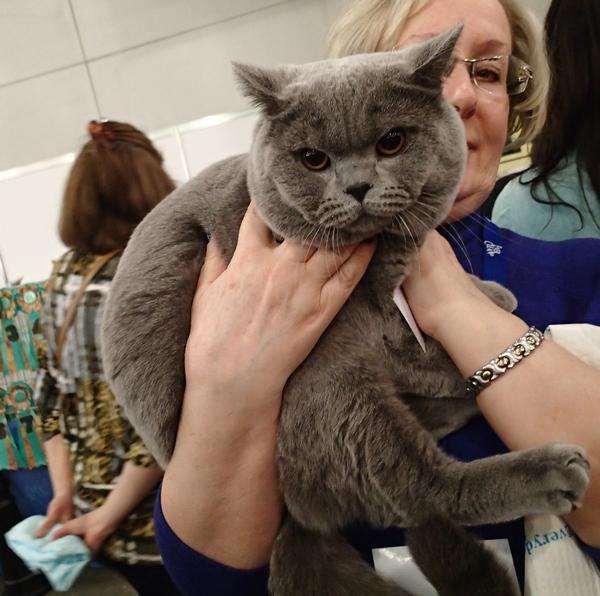 Поговорим о кошках32