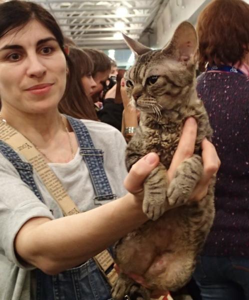 Поговорим о кошках32