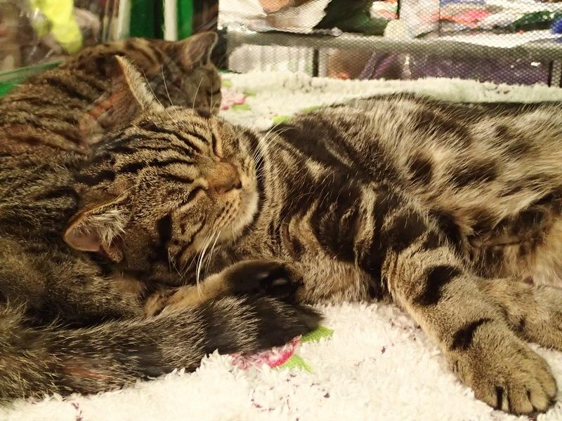 Поговорим о кошках32