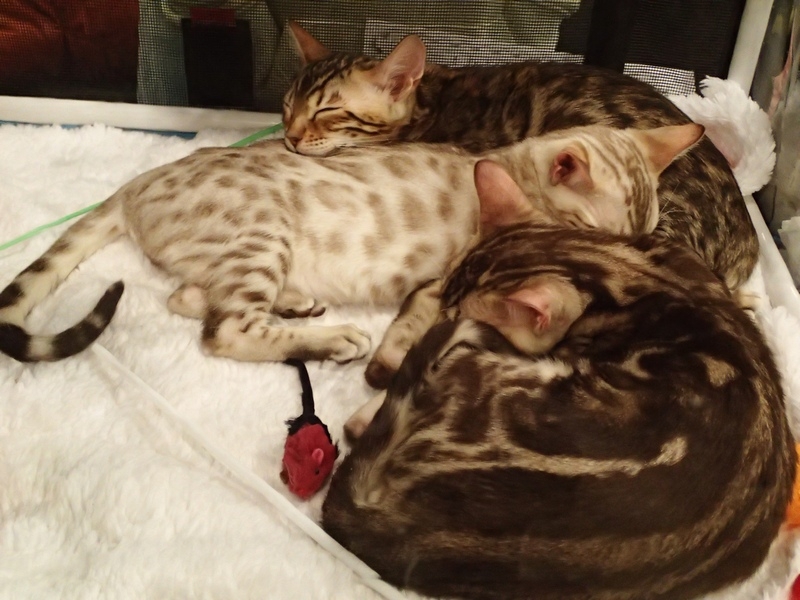 Поговорим о кошках32