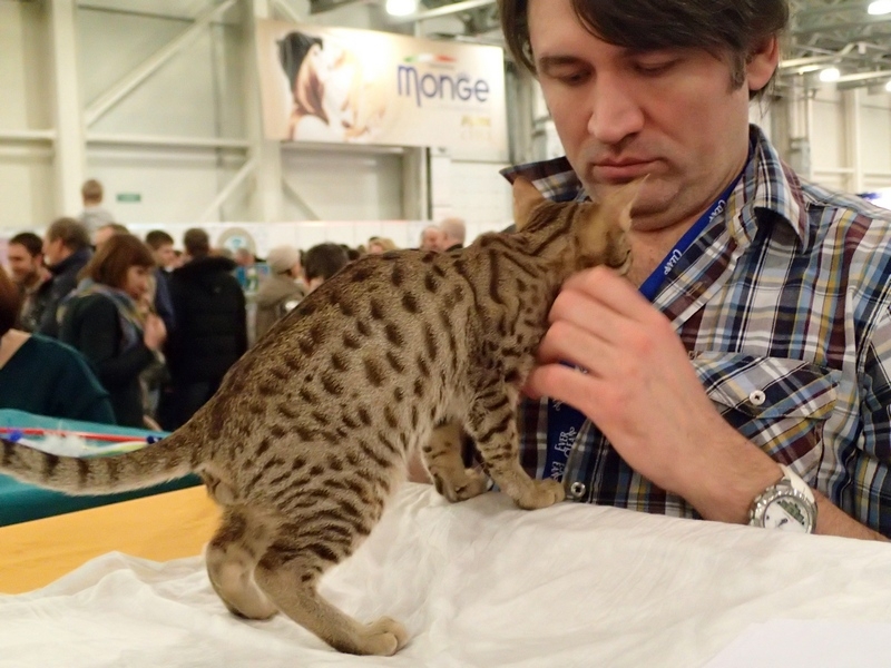 Поговорим о кошках32