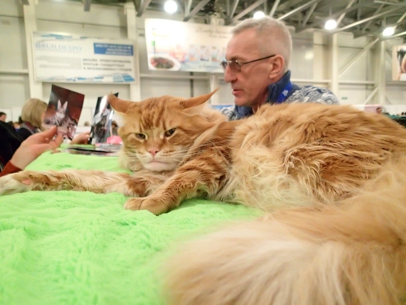 Поговорим о кошках32