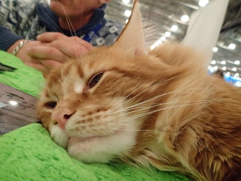 Поговорим о кошках32