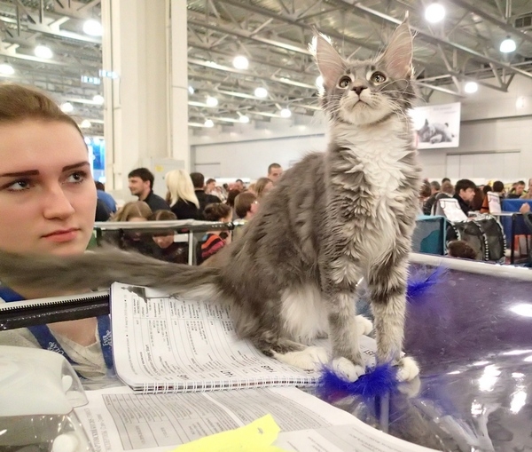 Поговорим о кошках32