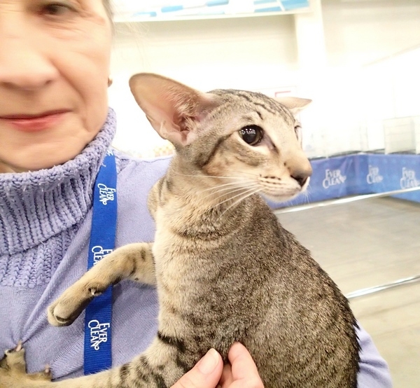 Поговорим о кошках32