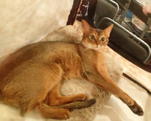 Поговорим о кошках32