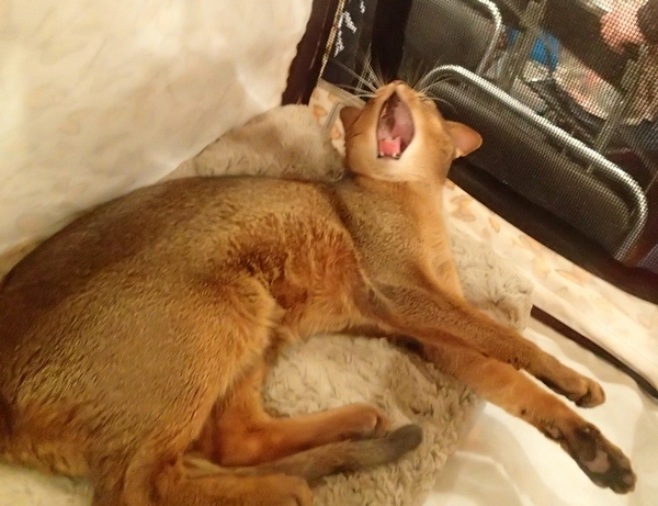 Поговорим о кошках32