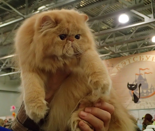 Поговорим о кошках32