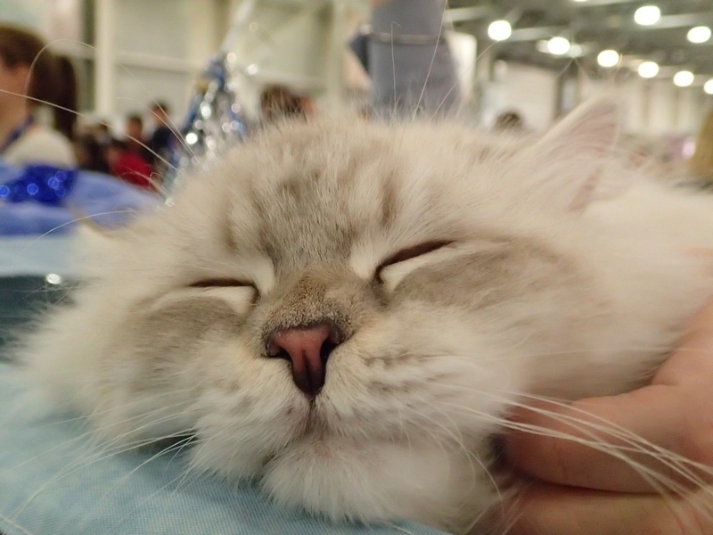 Поговорим о кошках32