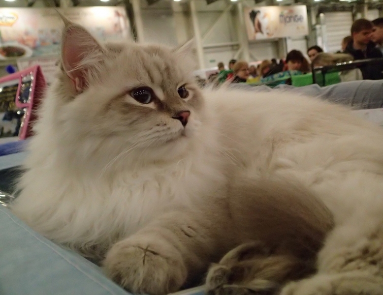 Поговорим о кошках32