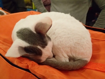 Поговорим о кошках32