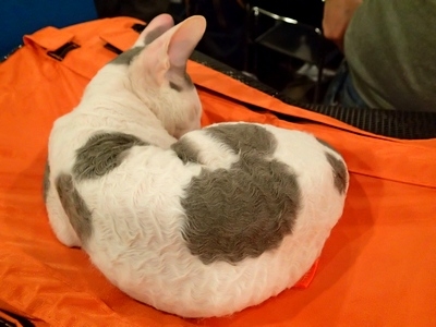 Поговорим о кошках32