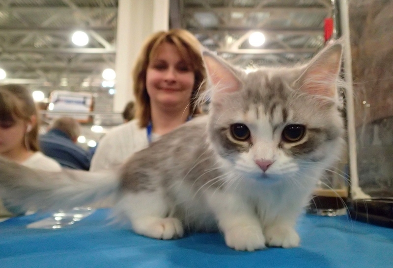 Поговорим о кошках32