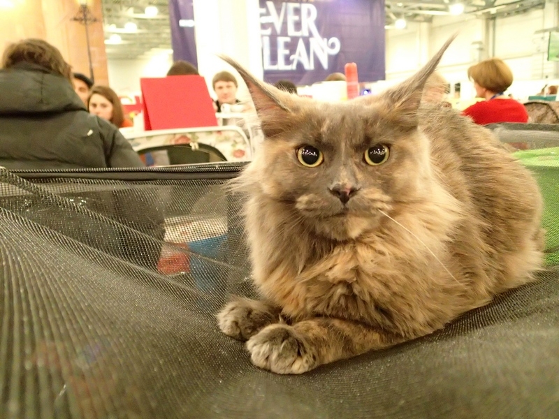 Поговорим о кошках32