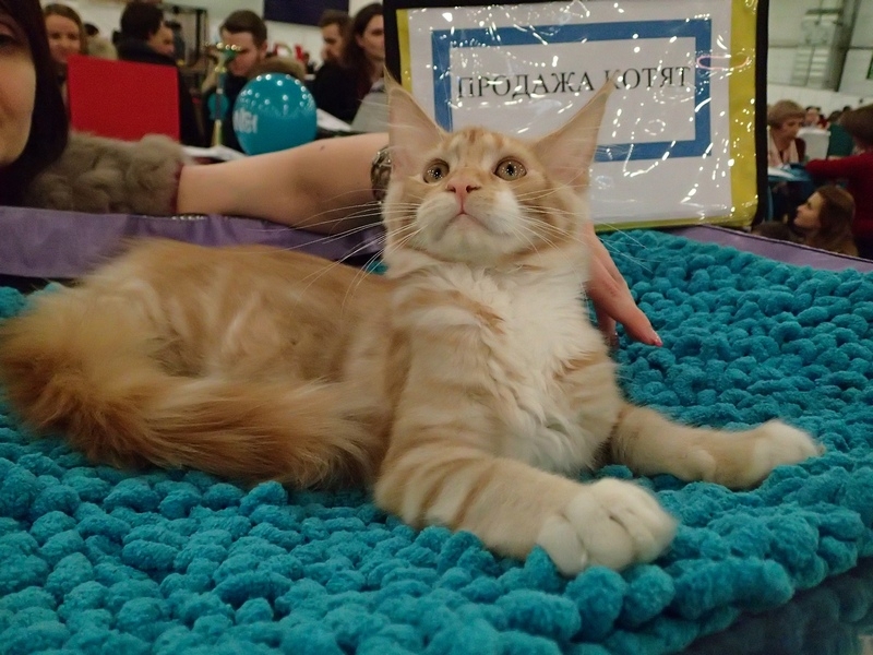 Поговорим о кошках32