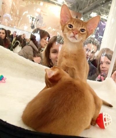 Поговорим о кошках32