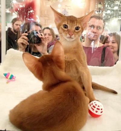 Поговорим о кошках32