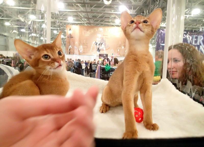 Поговорим о кошках32