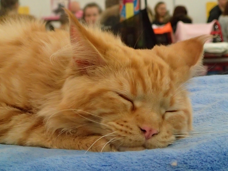 Поговорим о кошках32