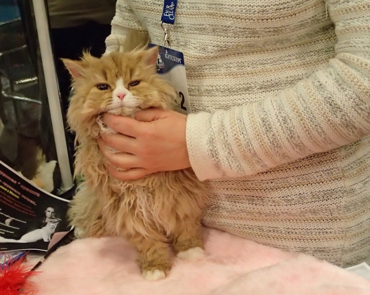 Поговорим о кошках32