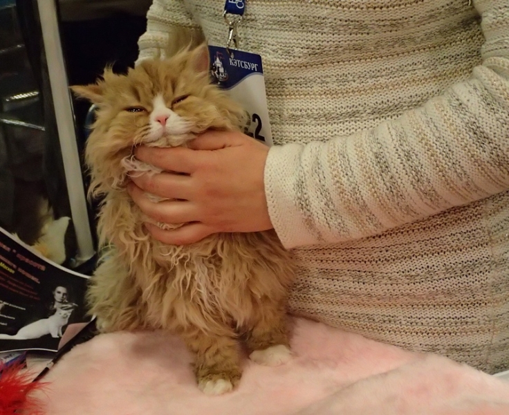 Поговорим о кошках32