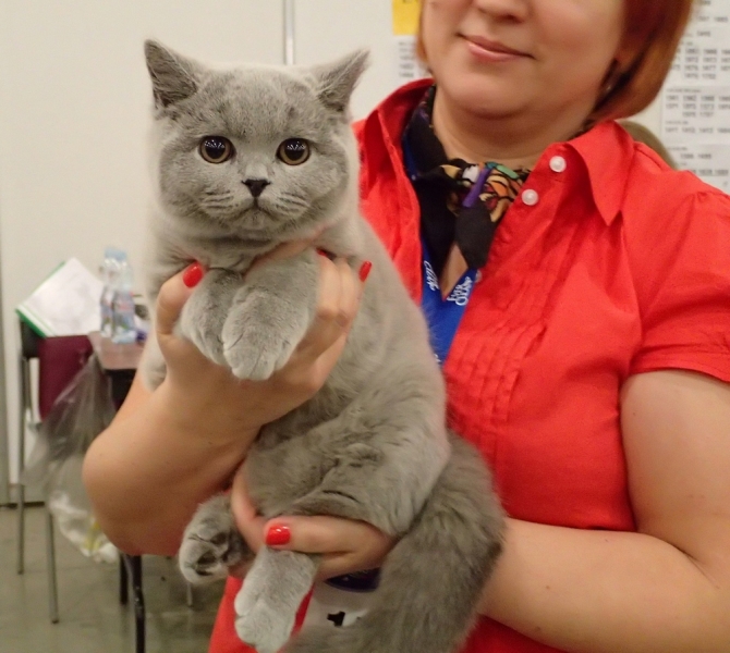 Поговорим о кошках32