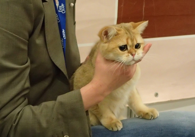 Поговорим о кошках32