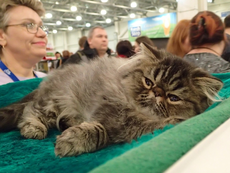 Поговорим о кошках32